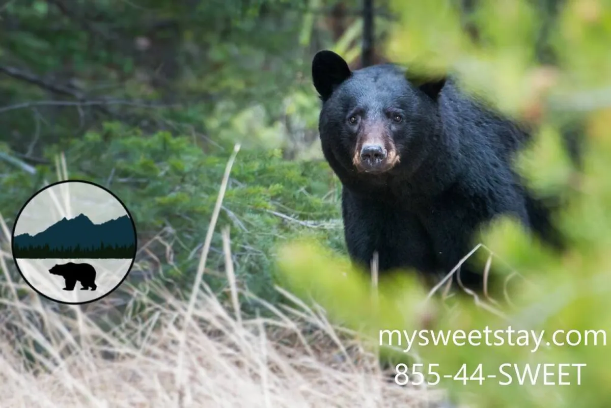 A striking exterior shot capturing a black bear meandering in deep green foliage, immersed in the natural wilderness. The scene exudes a sense of adventure and proximity to the region’s wildlife and natural beauty.